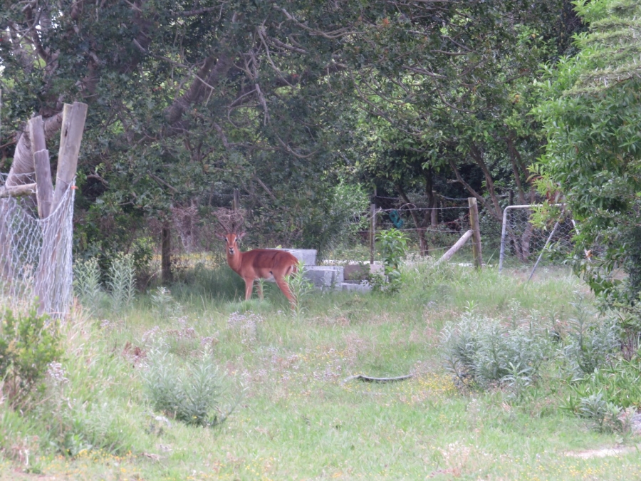 3 Bedroom Property for Sale in Bathurst Eastern Cape